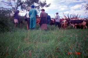 Farmers and livestock in east Africa