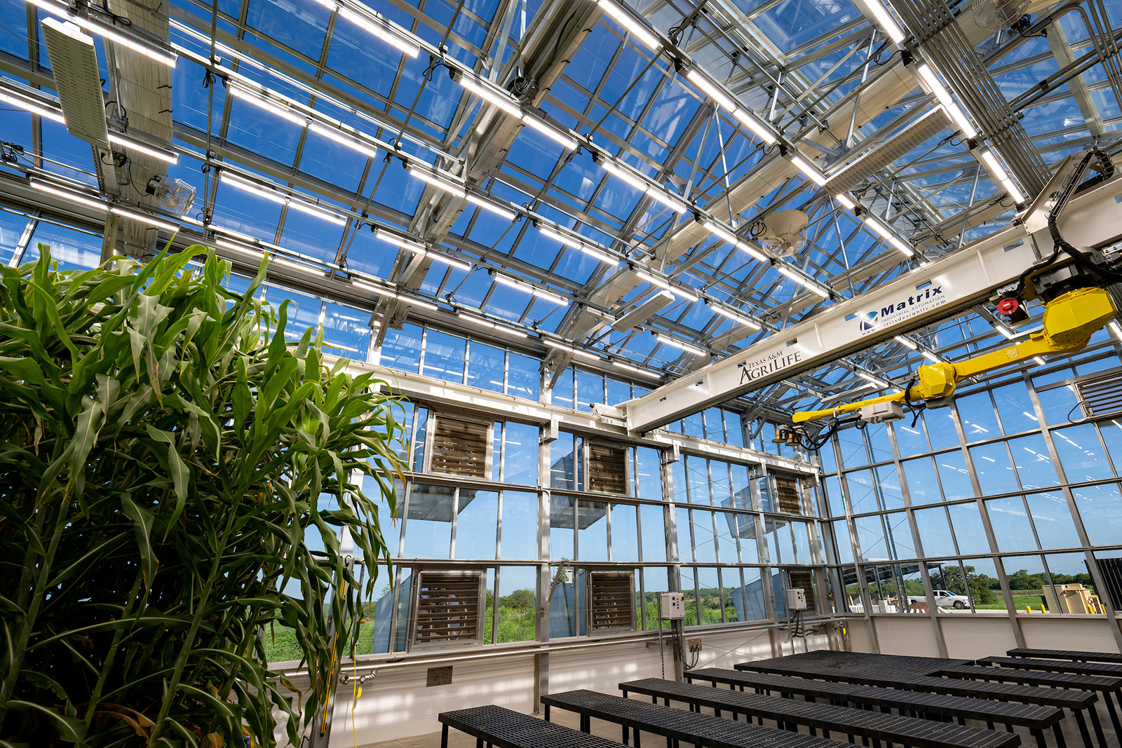 Interior wide shot of glass greenhouse with robotic arm attached to ceiling and corn plants in a corner