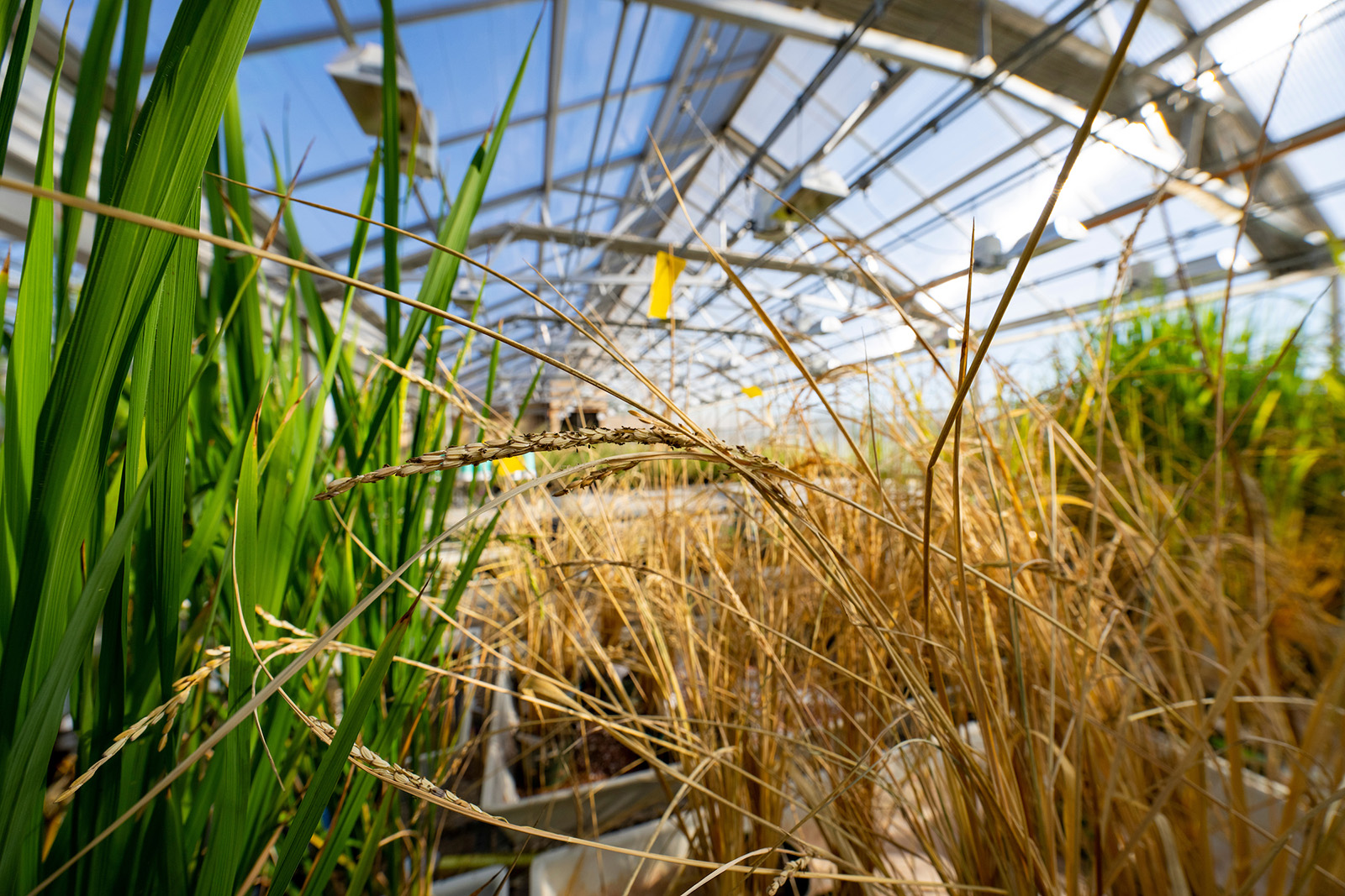 Wide shot of green and dry plants side by side in glass greenhouse