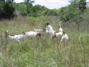 Goats in a long grass field