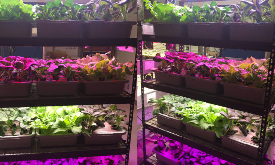 Vertical Farm