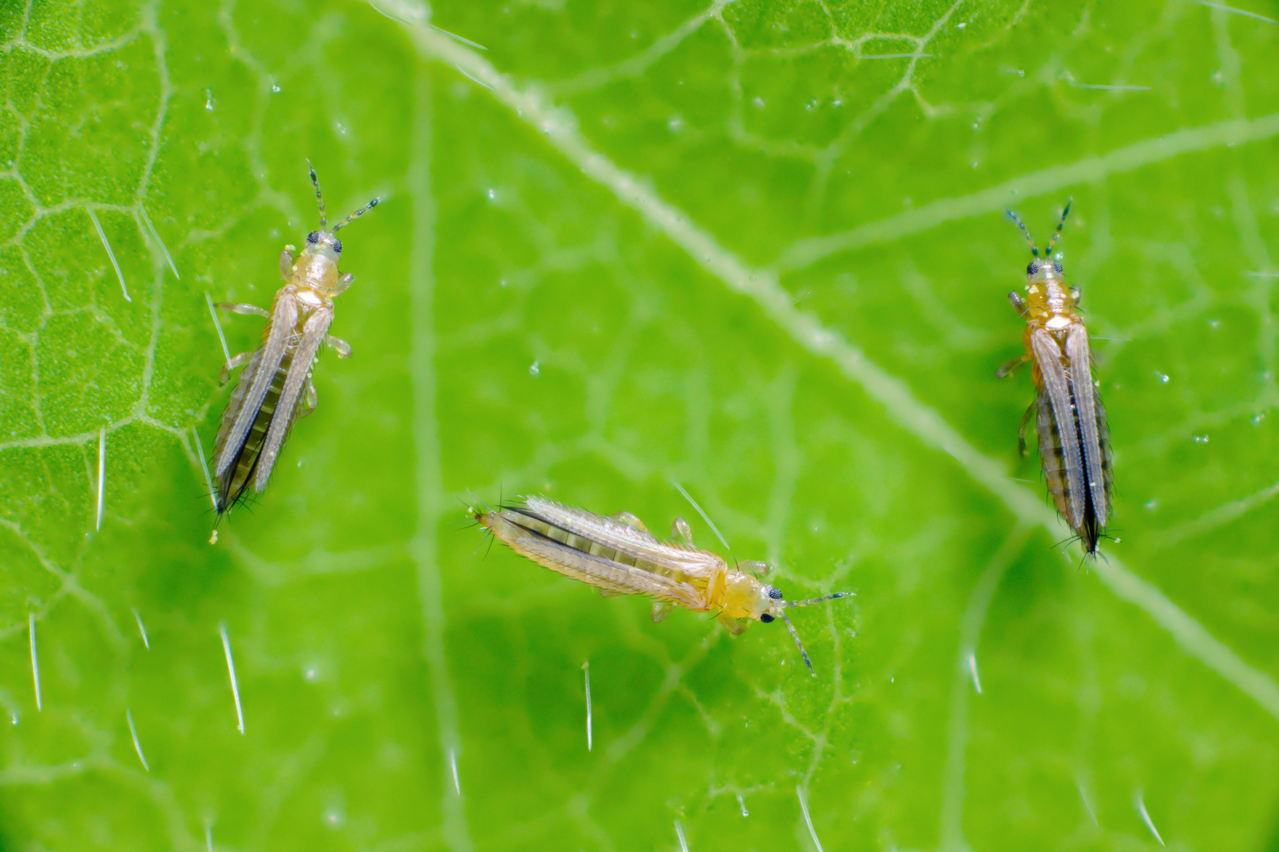 Small insects on a leaf