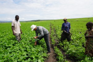 Checking Crops