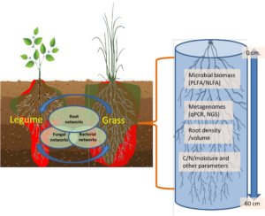 diagram about plant biome