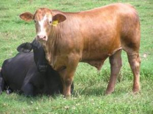 Brown Cow