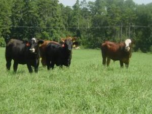 Cows in a field