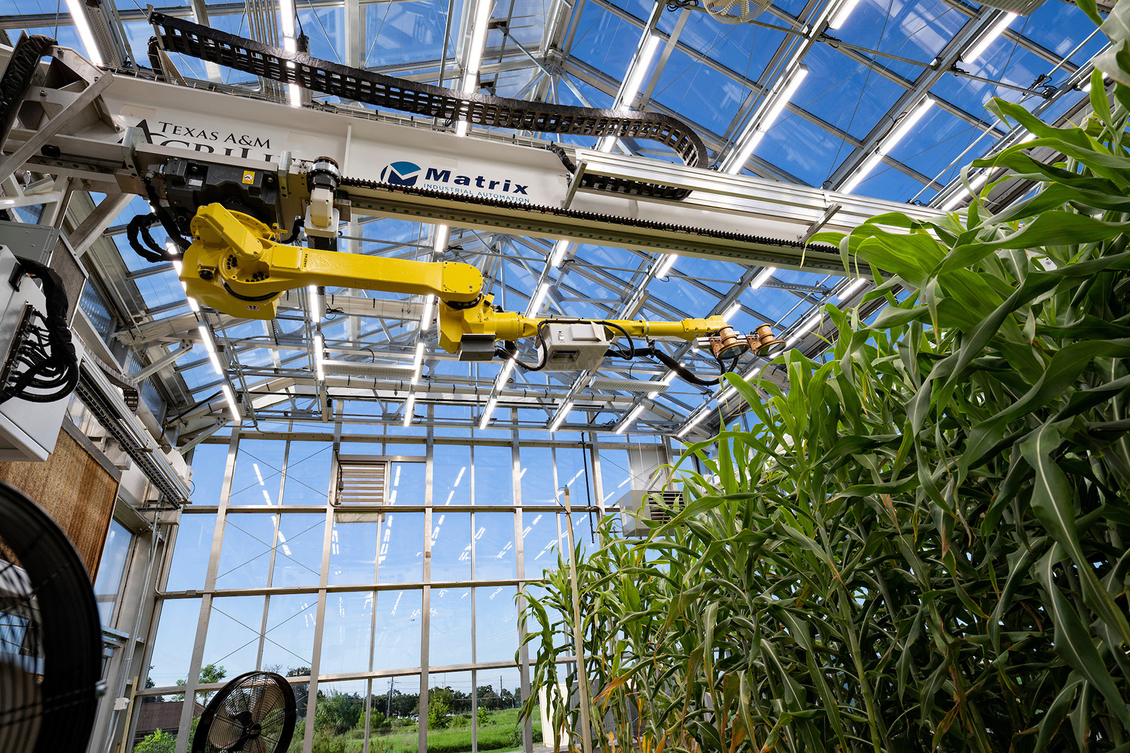 Wide shot of robot arm in glass greenhouse moving over tops of corn stalks