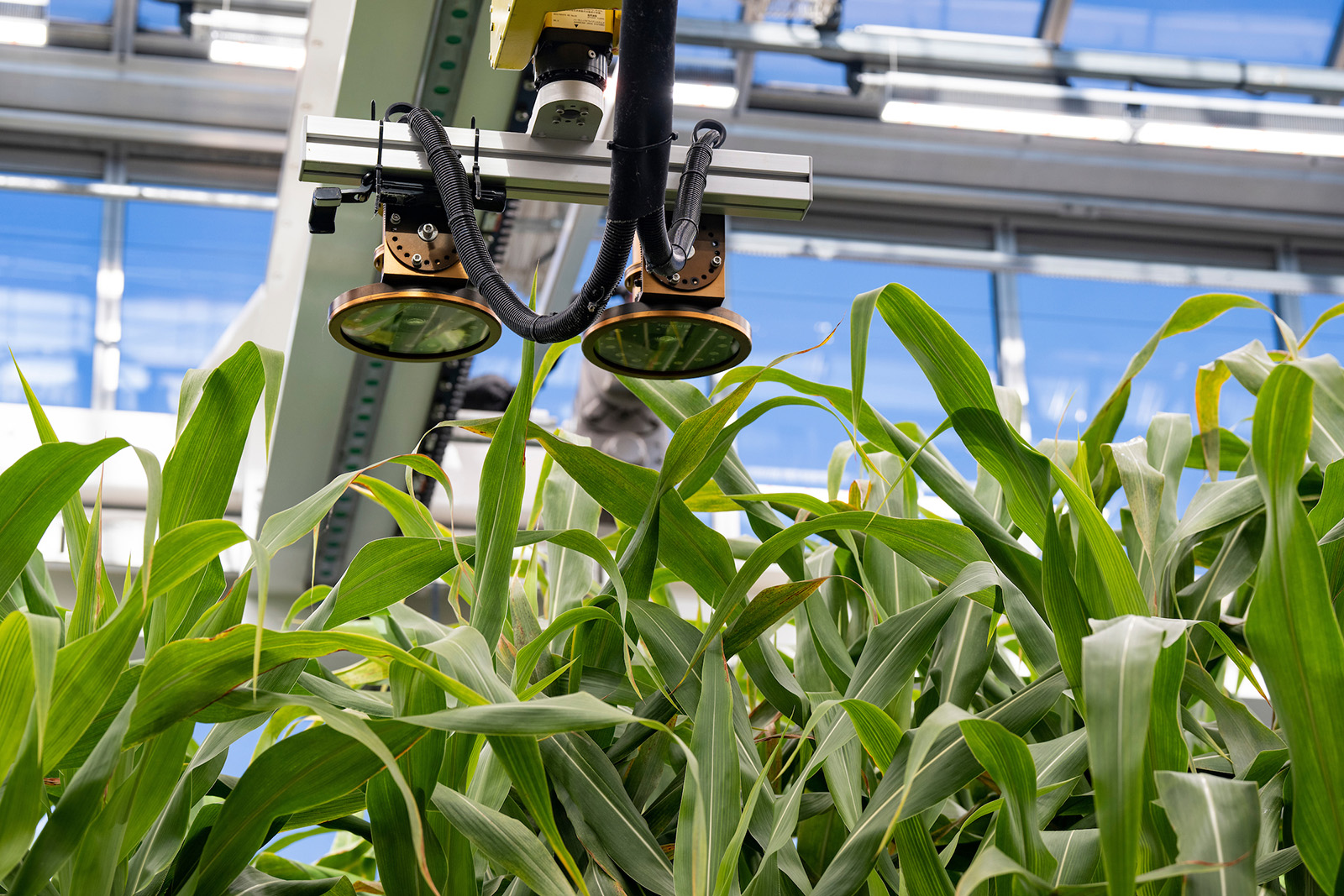 Close-up shot of sensors on track hovering over the tops of corn stalks in a glass greenhouse