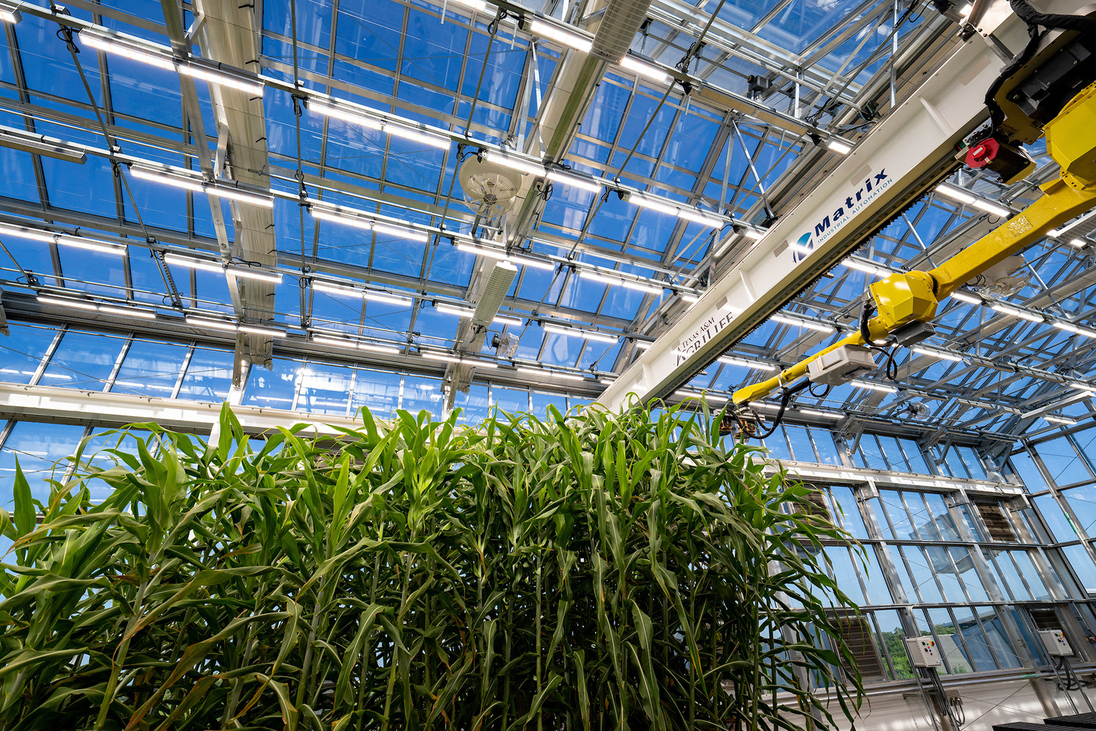 Wide shot of robot arm in glass greenhouse moving over tops of corn stalks