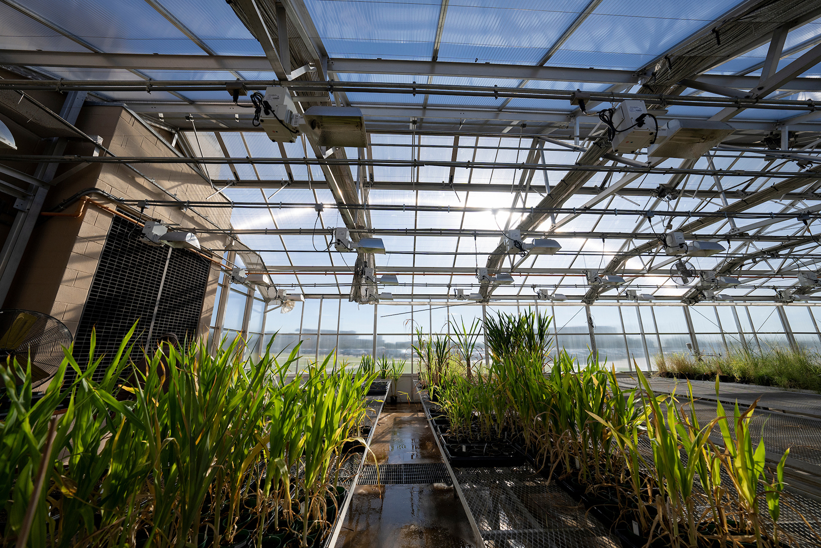 Wide shot of corn growing in greenhouse