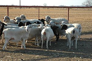 Dorper and Rambouillet ewes in late gestation, Texas AgriLife Research.