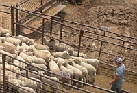 Factors affecting price differences between wool and hair lambs in San Angelo, TX