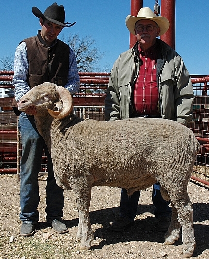 The High Selling Ram from the 2013 Texas A&M AgriLife Ram Performance Test was TAES 8926 (test #45). He was purchased by Tracy Stamatakis of Utah for $2,700. Pictured: Jake Thorne and Dr. Butch Taylor, Texas A&M AgriLife Research. (Texas A&M AgriLife Extension Service photo by Steve Byrns)