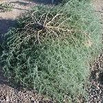 Russian Thistle Salsola iberica