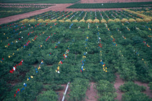 Photo of Research Plot