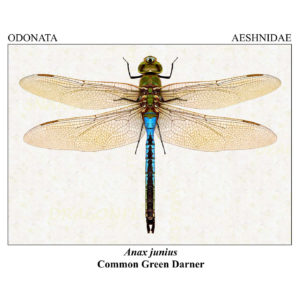 Photo of Dragonfly Poster
