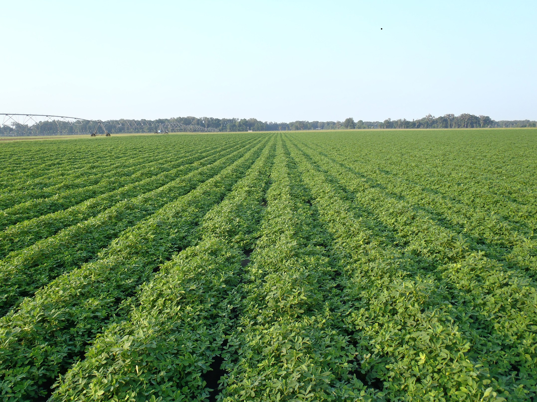 Field of green peanuts with irrigation
