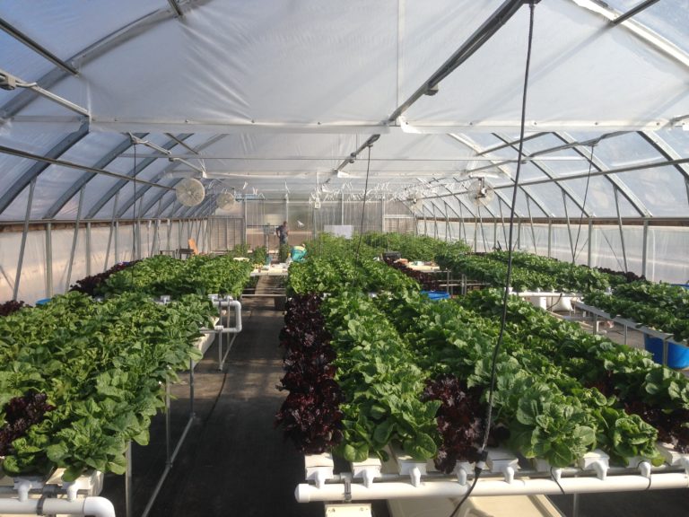 Vegetable physiology, production, quality - Texas A&M AgriLife Center
