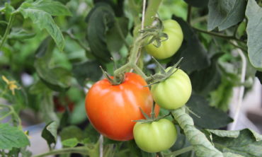 Photo of Tomato Grafting