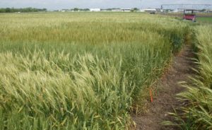 Photo of Wheat Crop