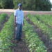 Long-term soil health management systems in subsurface drip irrigated cotton
