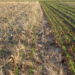 Emerging wheat in conventional wheat versus cover crop wheat