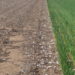 Long-term cover crop versus no till in subsurface drip