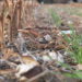 Emerging cover crops in cotton
