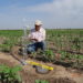 Measurement of soil infiltration using a tension infiltrometer to determine soil hydraulic properties.