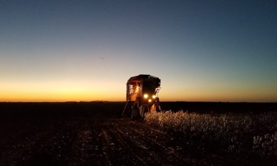 Cotton Harvester At Night