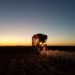 Cotton Harvester At Night