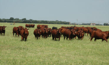beef cattle on range