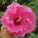 Although pink color is common in winter-hardy hibiscus, the ruffled petals are a result of an induced mutation.