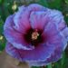 An example of our earlier efforts to create a blue-flowering hybrid.