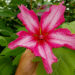 One of our goal is to create winter-hardy hibiscus hybrids with a “batik” flower color pattern.