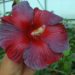 One of the most dramatic examples of the novel, dual-colored hibiscus hybrids.
