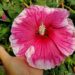 Adding some texture to the petals makes hibiscus flowers very attractive.