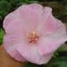 An interesting trait of fading colors of the eye of a hibiscus flower.