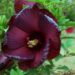 The first ever hibiscus hybrid in the AGGIE maroon color.