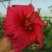 An extremely rare flower shape of winter-hardy hibiscus, resembling flowers of its distant tropical relatives.