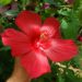 This hybrid is a very much improved version of the popular Texas Star hibiscus, H. coccineus.