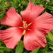 This novel salmon flower color is the first step to create flowers with orange color.