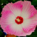 Dual-colored flowers are very sought for in winter-hardy hibiscus.