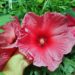 The coral-colored flowers of this hibiscus line are very attractive.