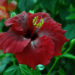 An interesting deep red flower color of this tropical hibiscus hybrid is combined with textured petals.