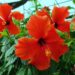 Tropical hibiscuses are bred for profuse blooming and compact plant shape.