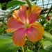 This tropical hibiscus hybrid is composed from three hibiscus species.