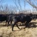 Cows entering the enclosure to graze Texas wintergrass.