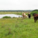 A well-managed ranch under the Adaptive Multi-Paddock grazing.
