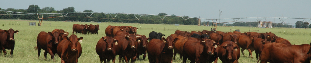 Field of cows
